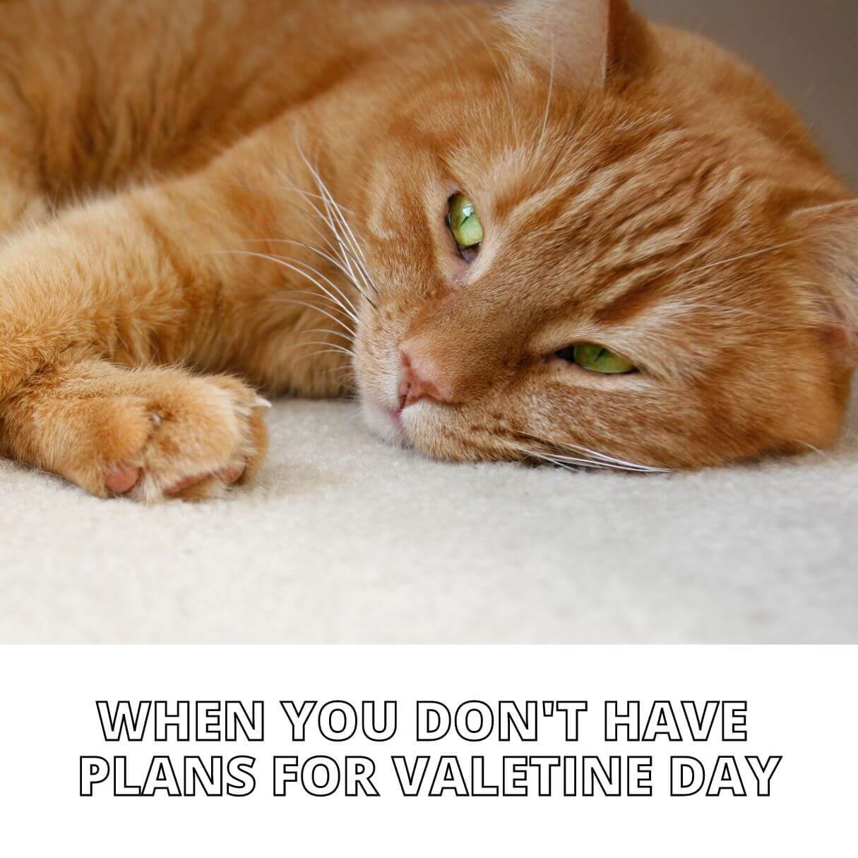 Happy Valentines Day 2024 Memes For Singles