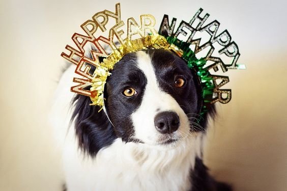 2024 Happy New Year Wishes To My Dog