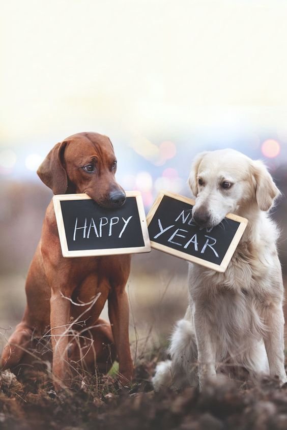 2024 Happy New Year Dogs Images
