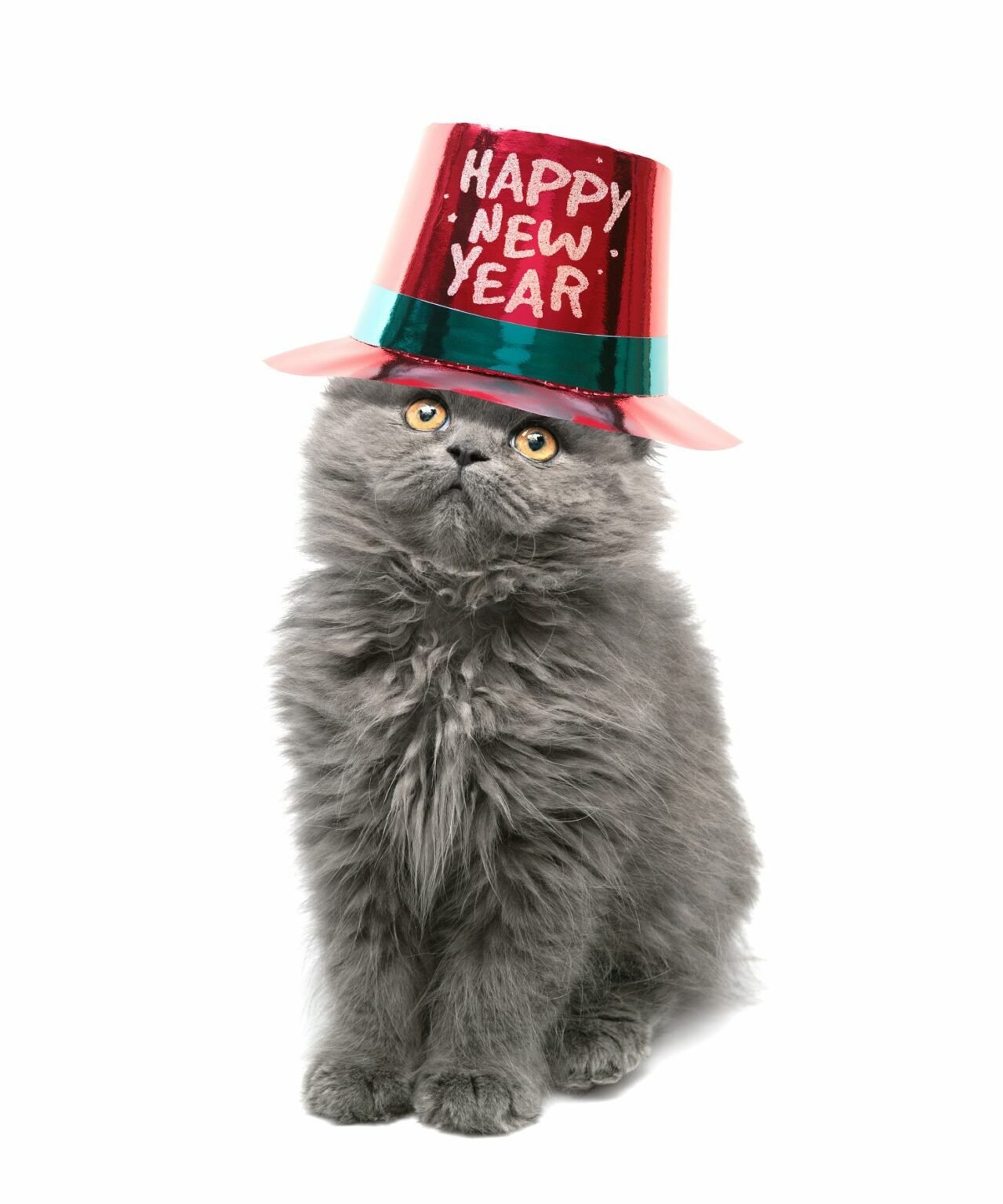 80 Happy New Year Cat Images, GIFs and Memes (2025) iPhone2Lovely