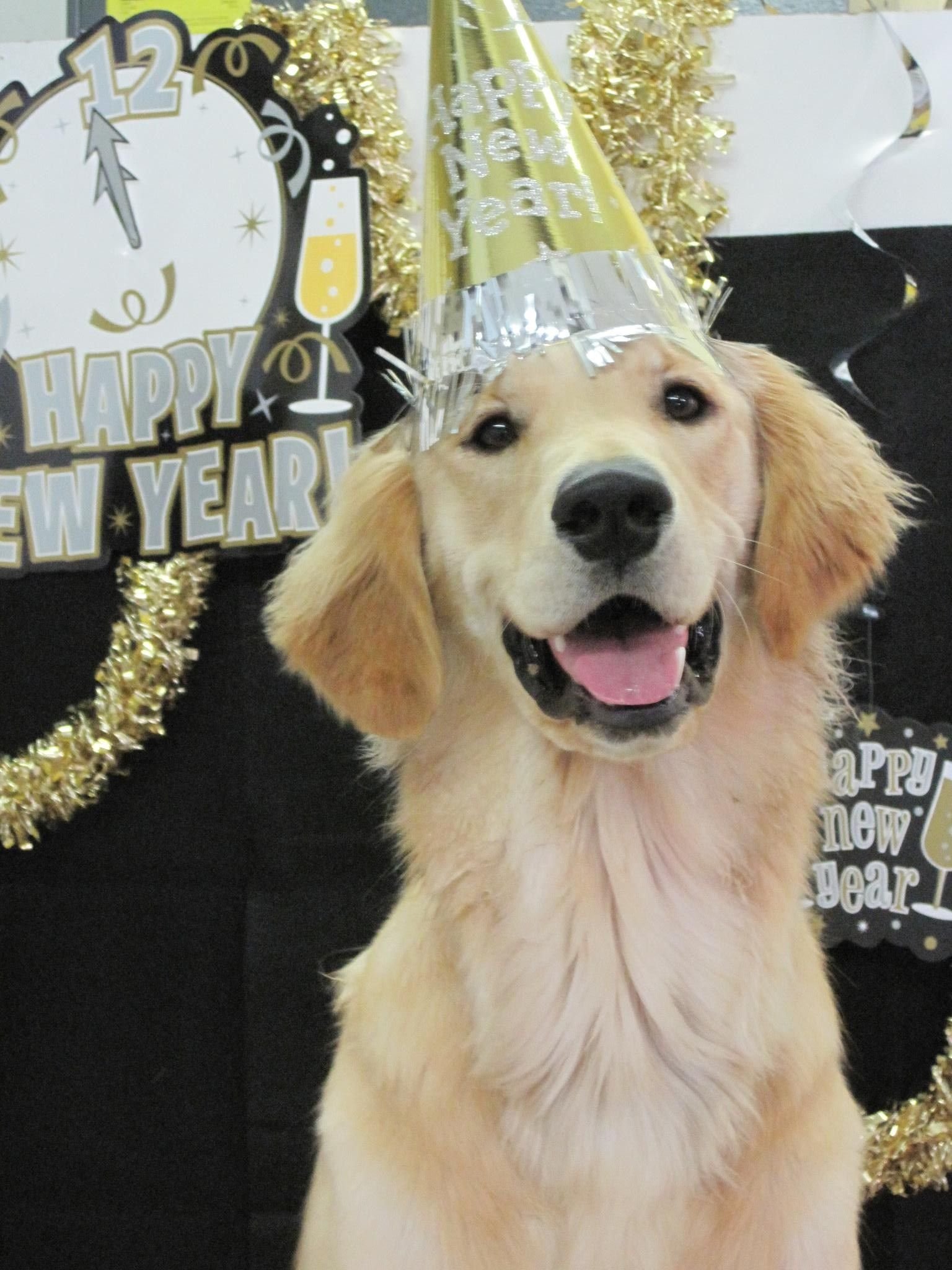 Happy New Year 2024 For My Dog