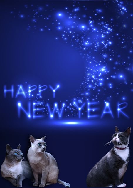 Happy New Year Cat 2024 With Pictures