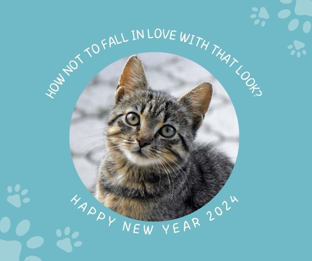 80 Happy New Year Cat Images, GIFs and Memes (2025) iPhone2Lovely