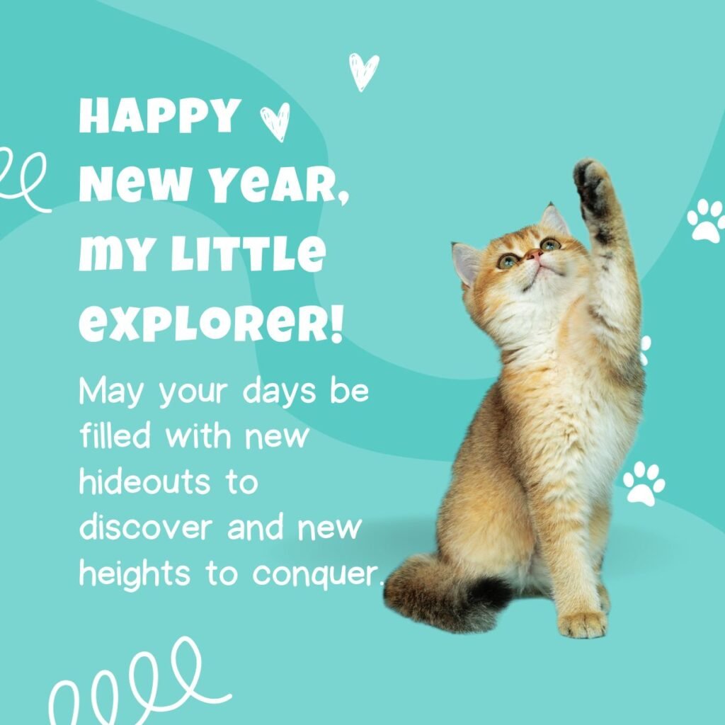 80+ Happy New Year Cat Images, GIFs and Memes (2025) iPhone2Lovely