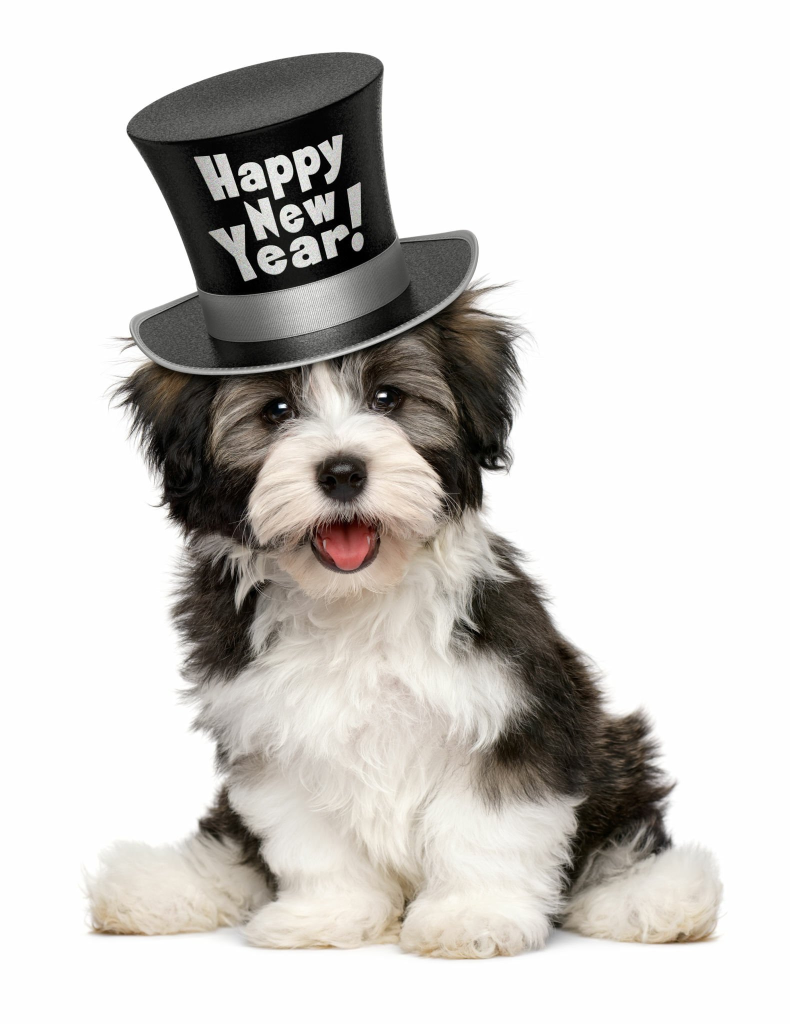 Puppy With Happy New Year Hate 2024