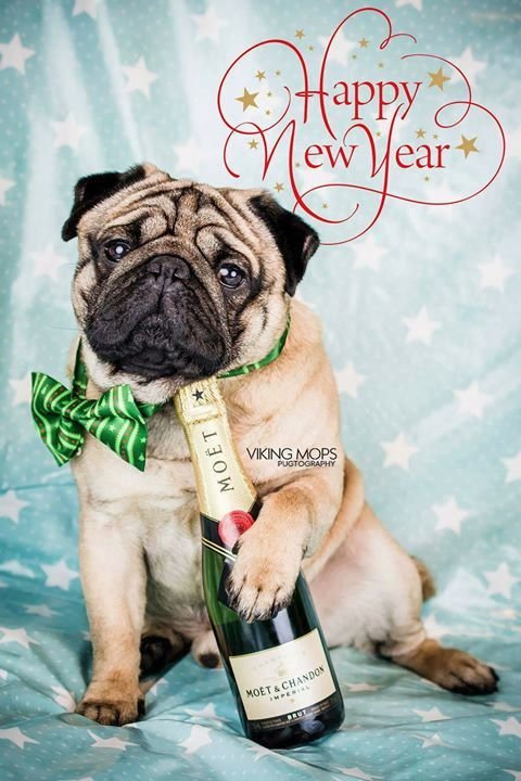 Free Happy New Year 2024 Dog Image