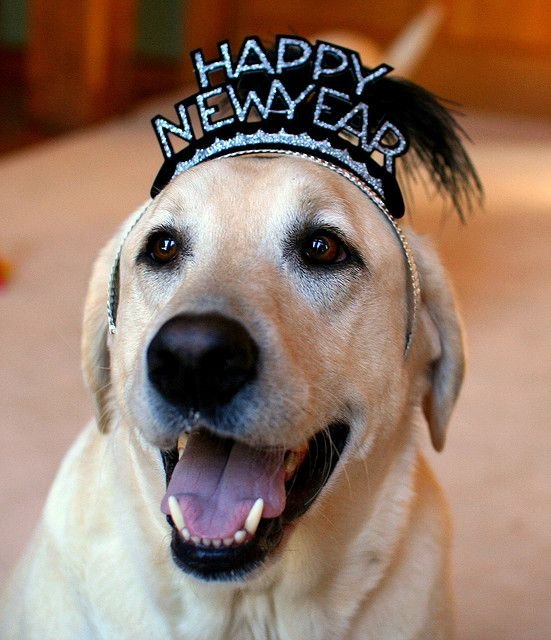 Free Happy New Year Dog Images 2024