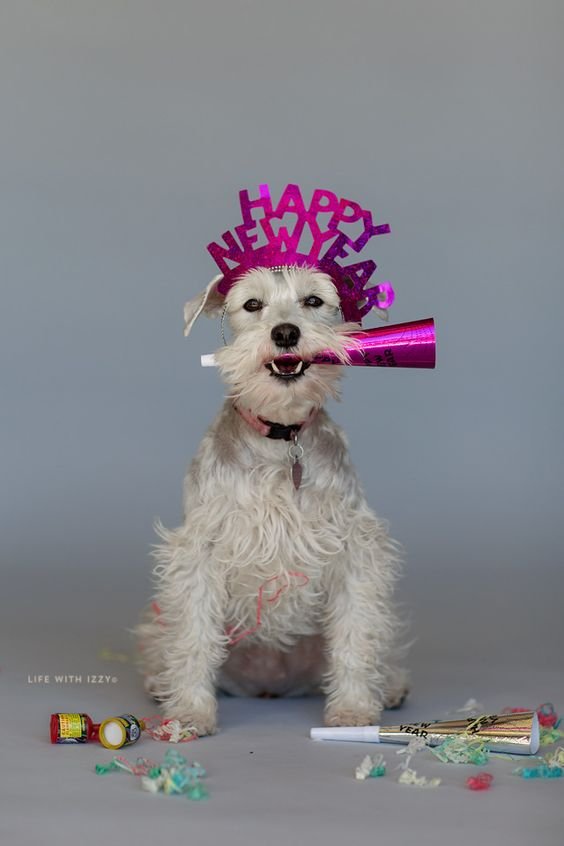 Happy New Year 2024 Dogs Images