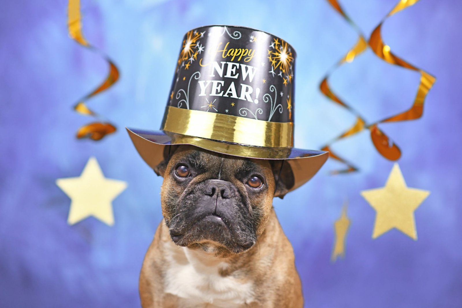 Happy New Year Dog Pictures 2024